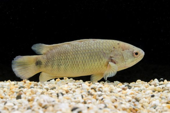 The climbing perch has spikes that can kill birds and other fish.
