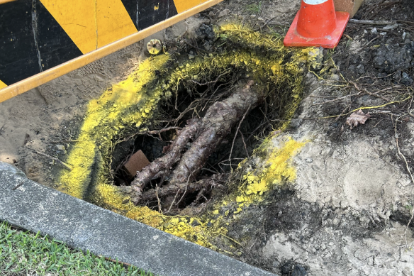 The root that started it all, pictured on Friday afternoon.