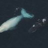 Where’s Migaloo? Many wondering about white whale’s whereabouts