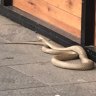 Brown snake caught near Canberra Centre