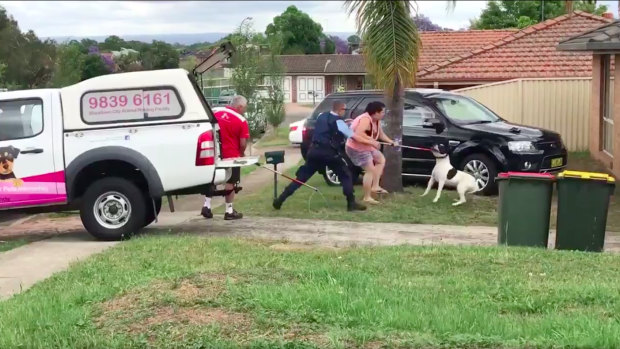 Police and rangers struggled to detain a large black and white dog who had attacked a five-year-old boy in Quakers Hill on Sunday afternoon.