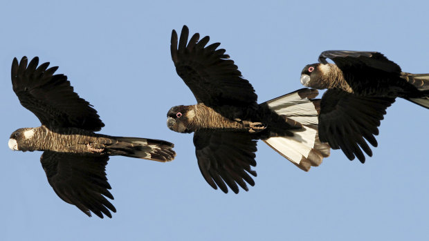 Conservationists fear for the future of the Carnaby's black cockatoo.