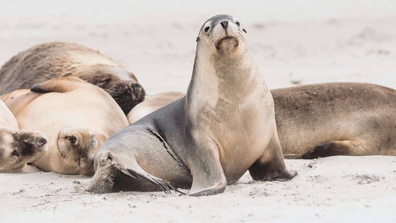 Sea lion tours cancelled as H5N1 bird flu spreads, authorities act to protect animals