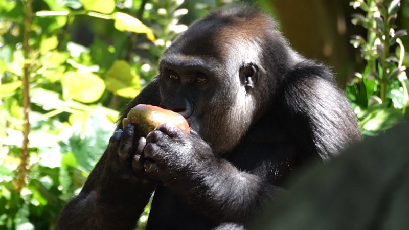 Melbourne heatwave LIVE: Severe weather warning as temperatures to exceed 40 degrees; Total fire bans for Melbourne, Wimmera, South-west