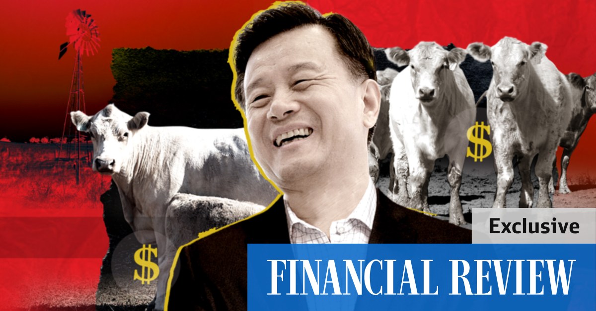 O popadaniu w chaos w bydlęcym imperium chińskiego miliardera