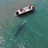Experts baffled by rare grey whale lost in the Med