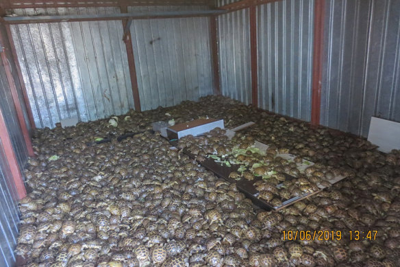 Police seized thousands of live turtles during a series of raids on traffickers around the world last June.    
 
