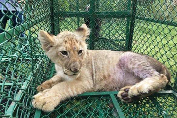 This lion cub was one of 30 big cats seized by police during coordinated raids on traffickers across the world in June 2019.