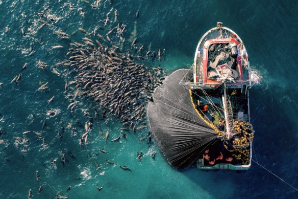 Sea lions pursue anchovies in South American waters in David Attenborough’s Planet Earth III. 