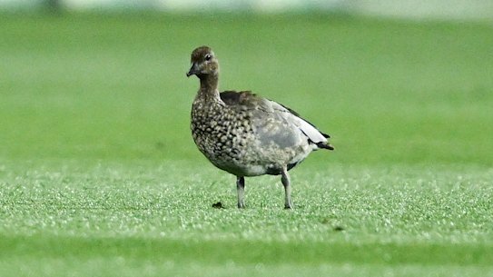 O culpado: os patos criaram um perigo para a saúde antes da Rodada de Reunião inaugural.