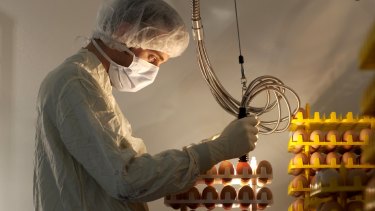 CSL grows the influenza virus in chicken eggs before using it for producing flu vaccine.