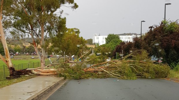 A tree fell across the road in Albermarle Pl, Phillip.