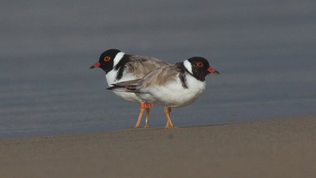 Threatened hooded plovers at Golfies Beach.