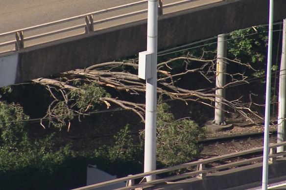 Branches on the tram’s power lines near Sydney Fish Market on Saturday.