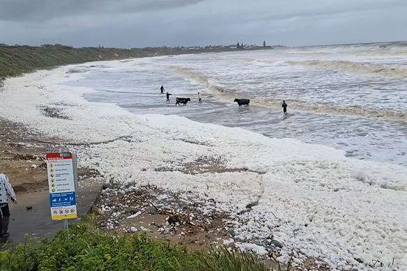 Livestock is herded away from the surf at Wallabi Beach.