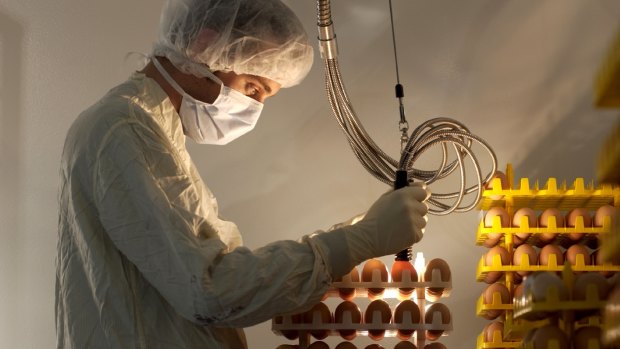 CSL grows the influenza virus in chicken eggs before using it to produce flu vaccine.