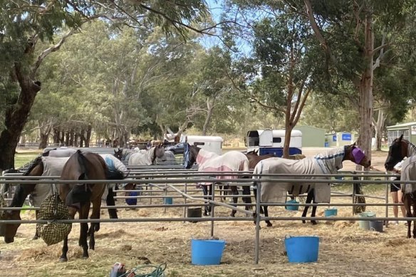 Hundreds of horses have lost their homes in the fire.