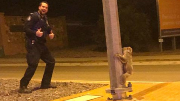 Townsville police were confronted by a pole-dancing koala.