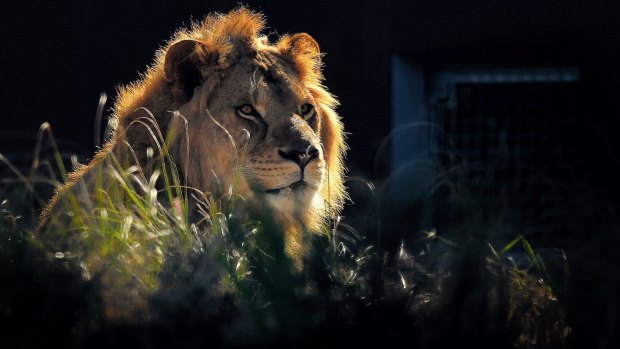 Taronga lions made hole in fence before great escape