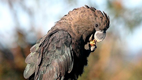 A glossy black cockatoo.