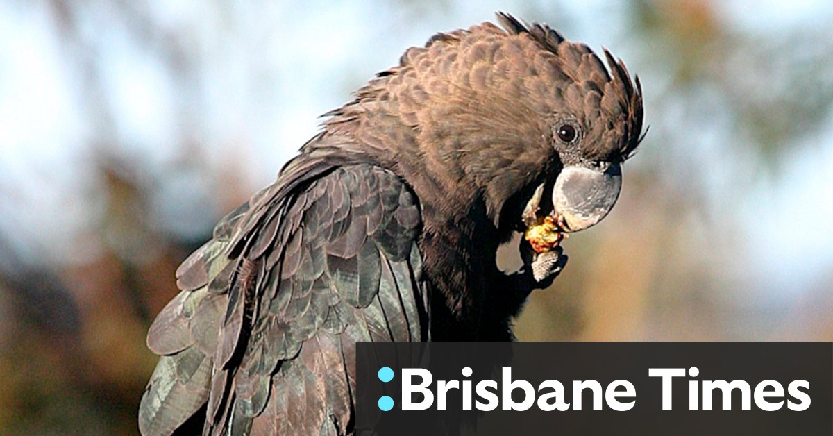 Google AI put to the test in bid to track threatened cockatoos - Vimarsana News