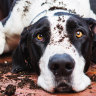 Why there is no such thing as a well-behaved dog