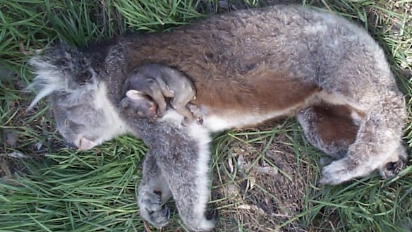 A dead koala with joey from the Koala in crisis Facebook page, which has criticised shifting koalas from bushland at Coomera.