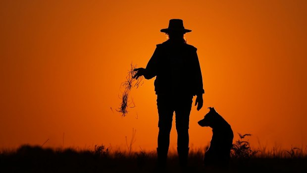 Dead grass ... a farmer on her drought-stricken farm at Wandandian, NSW, in the world's driest inhabited continent. 