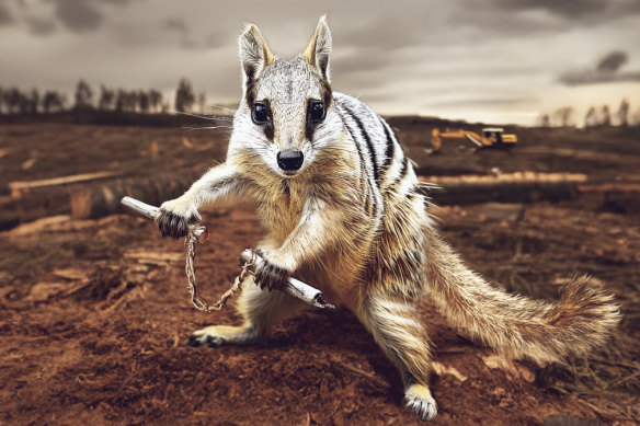 The “Animal Defenders” campaign features a numbat and a turtle with the tag “it’s not like they can defend themselves.”