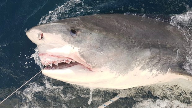 Drumlines with smart device caught a 3.5-metre Tiger Shark off Newport Beach on Thursday.