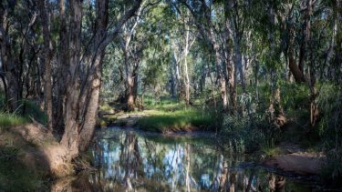 Conservationists question whether artesian water taken from bore holes will harm the fragile Doongmabulla Springs near Adani's Carmichael coal mine.