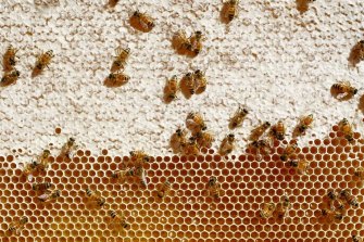 The New Zealand government had backed a campaign by Kiwi beekeepers to prevent Australian rivals from using the word “manuka”.