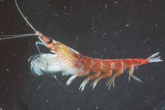 In demand: krill, a tiny crustacean high in protein.