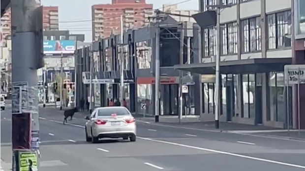 The deer running down Johnston Street on Saturday morning.