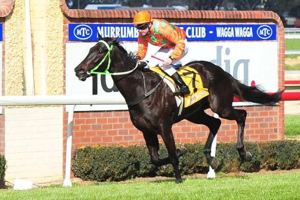 Local hope Noble Descent will be the most popular horse in the Summer Sprint at Wagga.