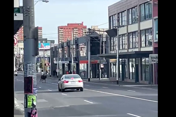 A deer on the run in Fitzroy last year. 