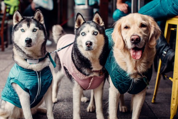 Dogs are welcome at The Albion beer garden until 8pm. 