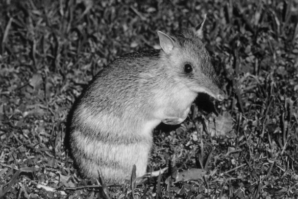 An Eastern Barred Bandicoot.
