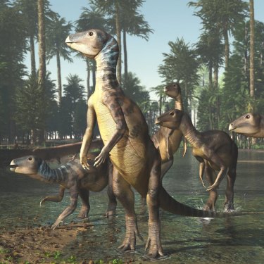 An artist's impression of a Weewarrasaurus identified by Phil Bell and his team at Lightning Ridge in Australia.  