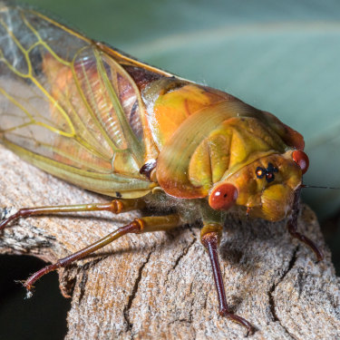 A Yellow Monday in the Blue Mountains in NSW.