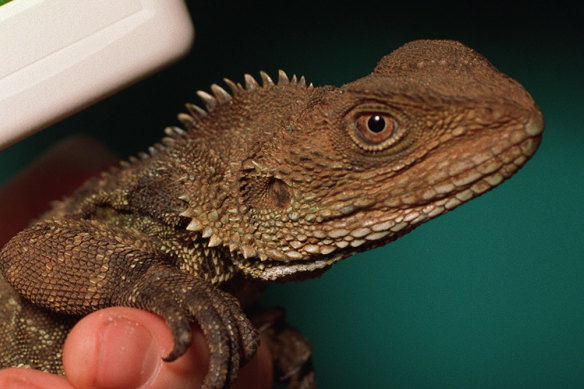 There are grave fears for the Gippsland water dragon.