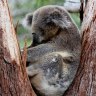 Koala habitat still shrinking as experts call for endangered listing