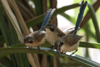 The damage done by hot, dry weather to the DNA of baby wrens has life-long effects.