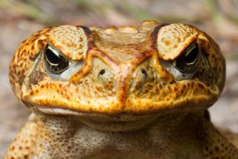 The invasive cane toad. 