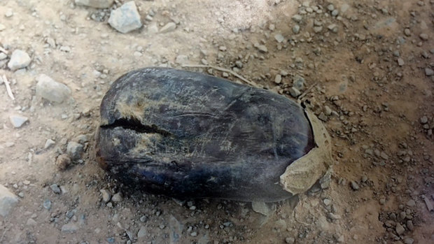 A photo presented to court of the eggplant that allegedly caused Angelo Russo to trip and fatally shoot David Calandro.