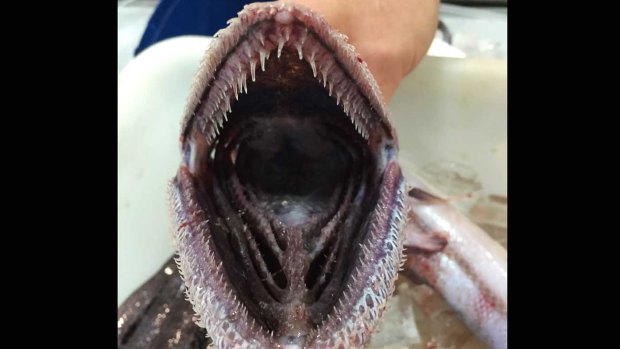 A deepsea lizardfish, one of the creatures fished up by the museum's team.