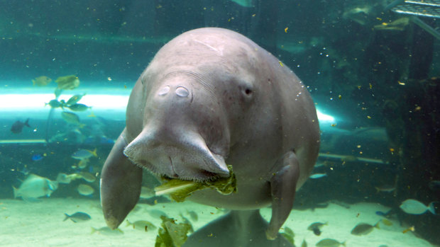  About 10,000 dugongs now live off Queensland's east coast. down from 72,000 in the 1960s.