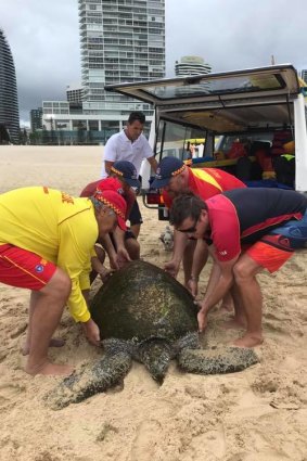 A turtle has washed up on a Gold Coast beach.