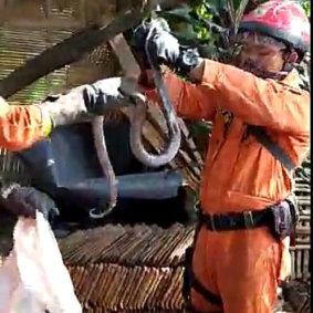 Firefighters remove cobras from a home in Kampung Sawah.