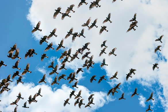 Flocks of white-tailed cockatoos take to the air.